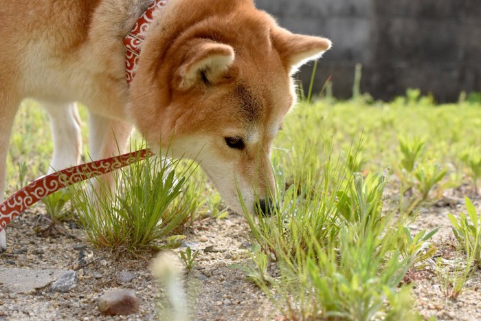 地面の匂いを嗅ぐ柴犬