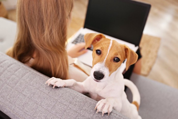 ソファの女性と犬