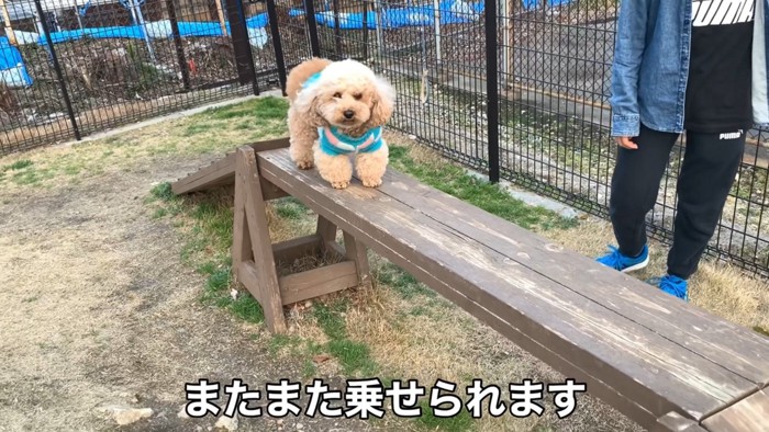 今度は平均台の上でフリーズ