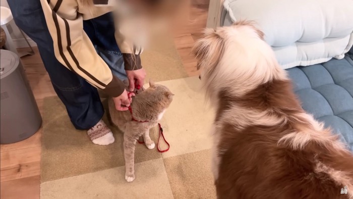 猫のお客さん！？
