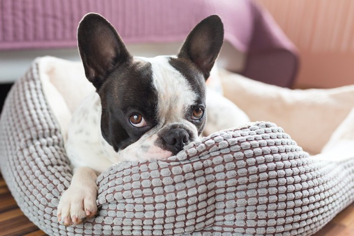 犬用ベッドの上でくつろぐフレブル