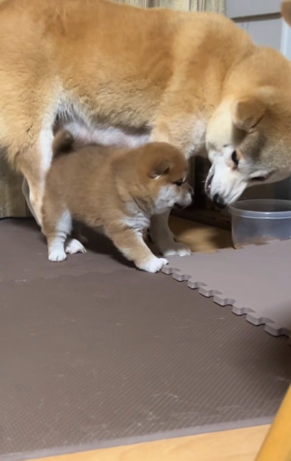 怒られる子犬