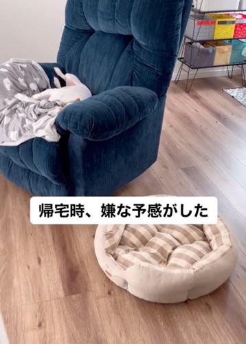 ソファに仰向けに眠る犬