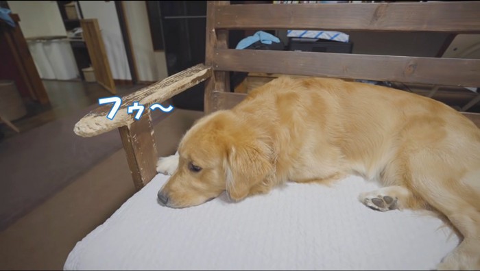 ため息をつく犬