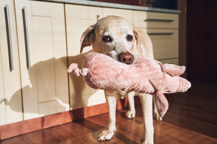 ぬいぐるみを運ぶ犬