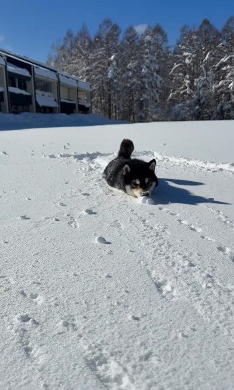 ももちゃんの雪遊び2