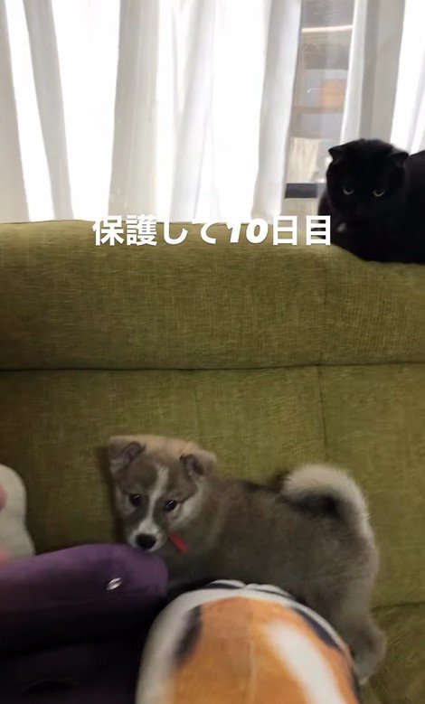 サスケくんの変化9