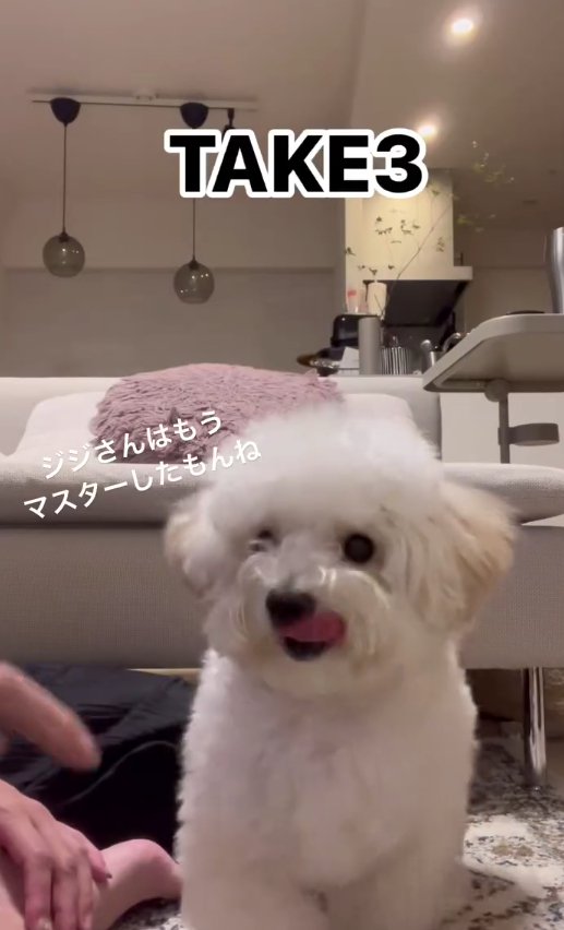 舌を出して正面を見ている白い犬