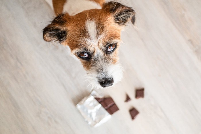 チョコレートと犬