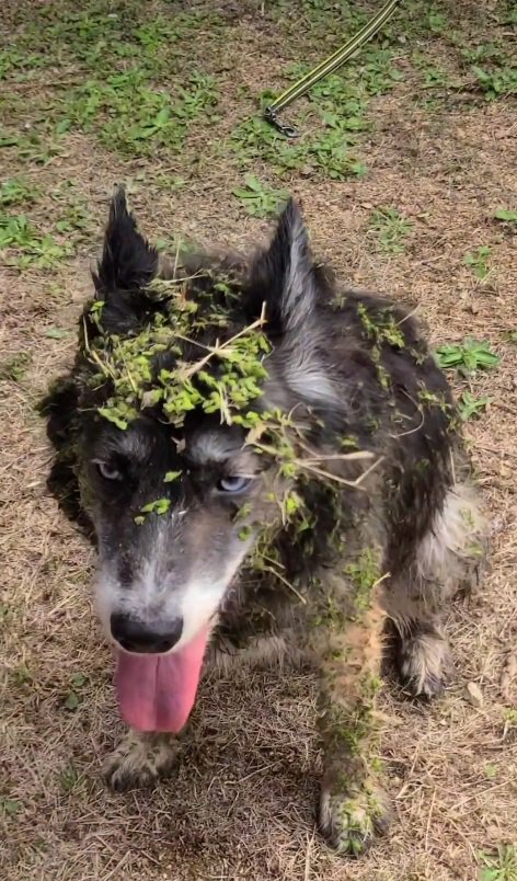 どうやったらおでこに植物が？