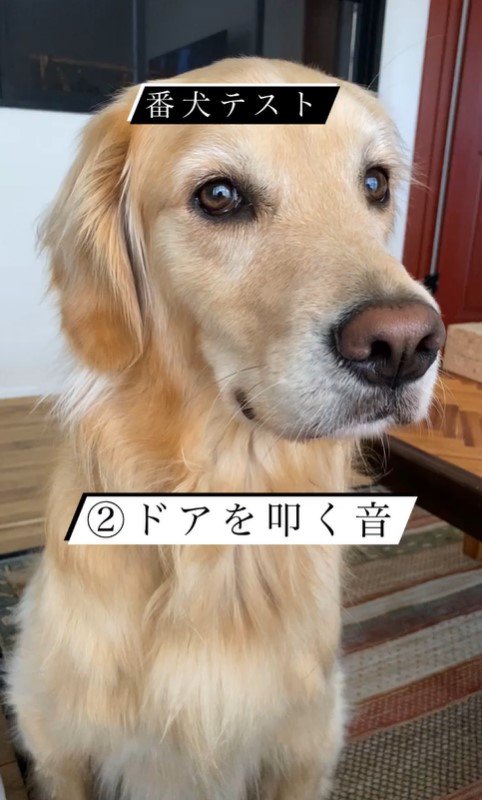 リノちゃんの番犬テスト4