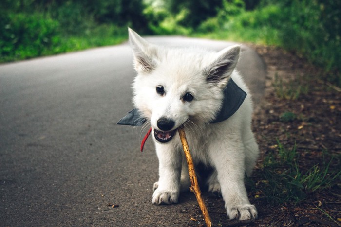 木を噛む犬