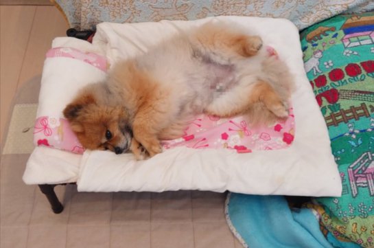 可愛すぎる