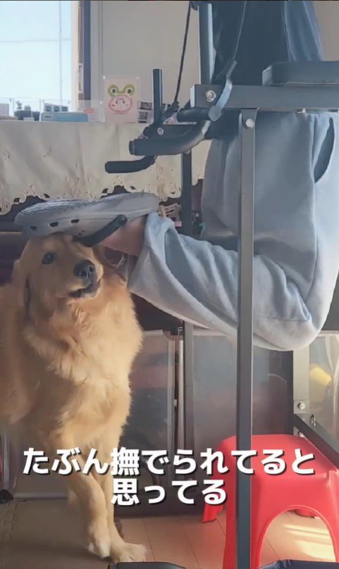 筋トレ中の飼い主さんとおさる君3