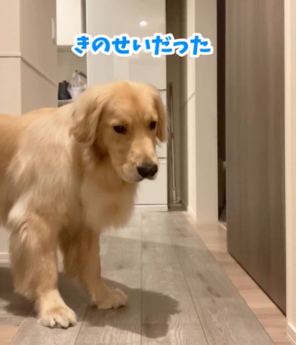 悲しそうな犬