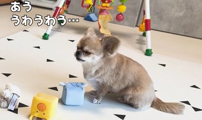 目を閉じて鳴く犬