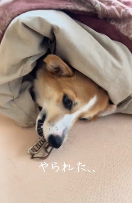クリップを取るラムちゃん