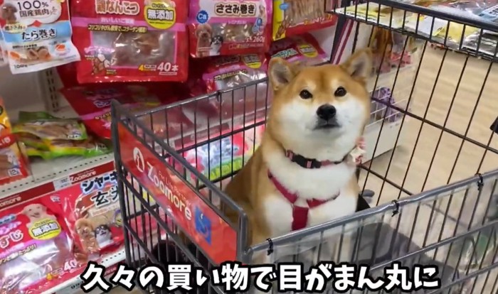 カメラ目線の犬1