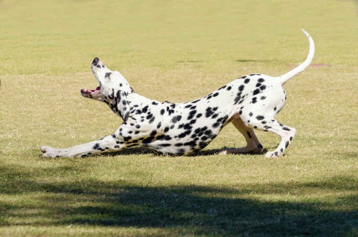 伸びで警告する犬