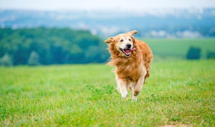 楽しそうに遊ぶ犬