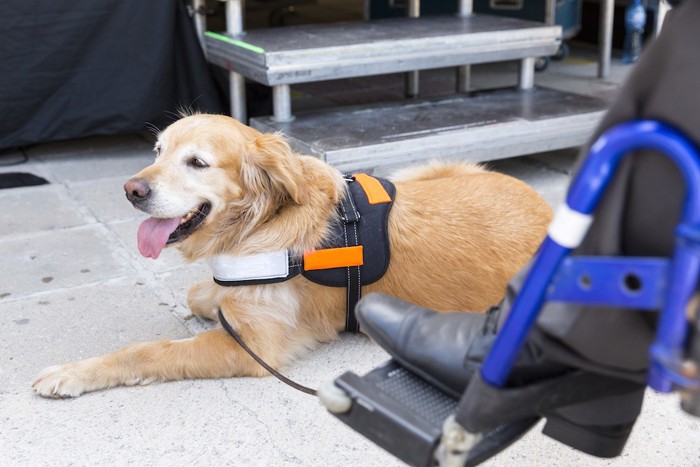 車椅子の人に寄り添う介助犬