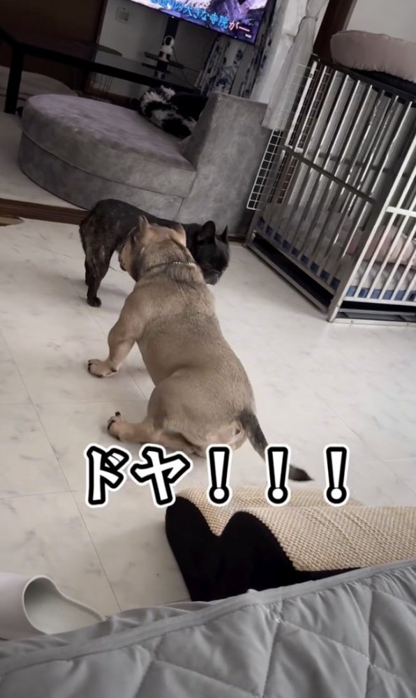 ドヤ