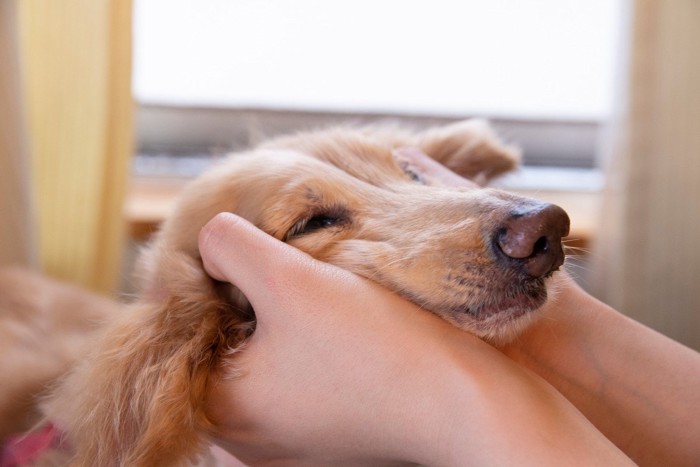 顔を撫でて褒めてもらう犬