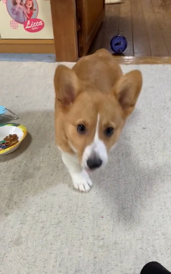 飼い主さんを見るロイくん