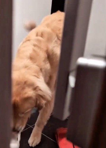 戻ってくる大型犬2