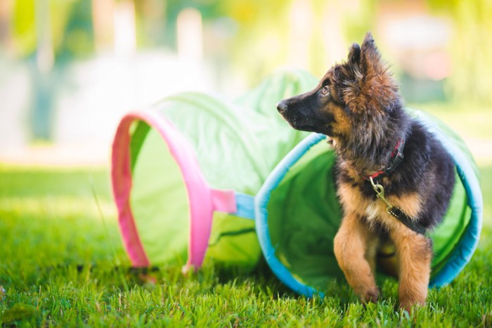 トンネルをくぐって遊ぶシェパードの子犬