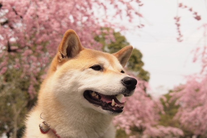 柴犬、背後に桜