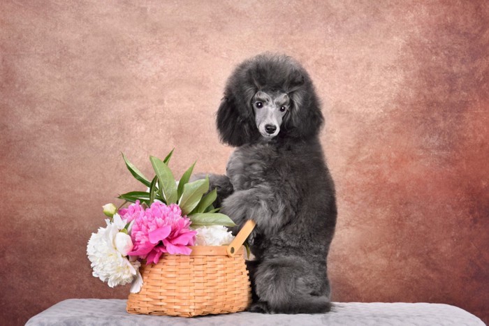 花かごの横に座る犬