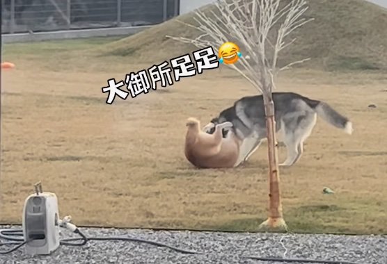 足を硬直させてされるがままの柴犬