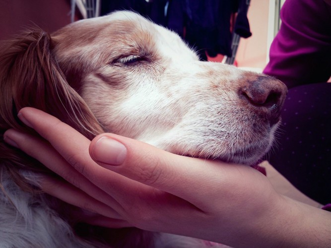 顔を触られている犬