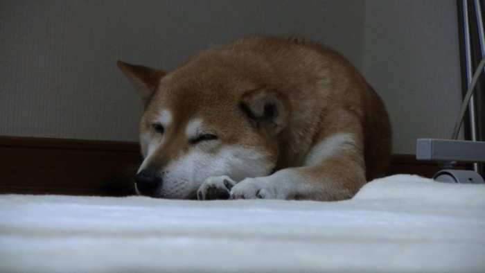 ももちゃん、お疲れさま♡