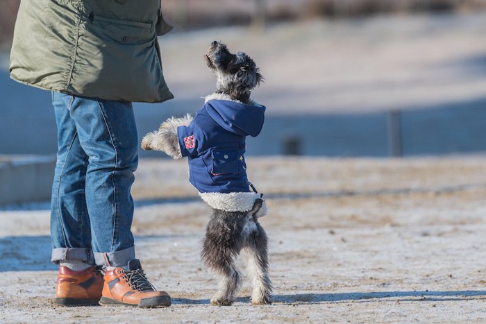 飼い主に立ってアピールする犬