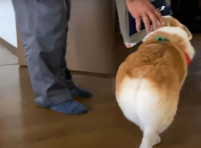 撫でられる犬