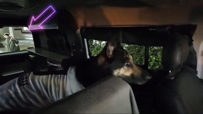 窓の外を見つめる犬