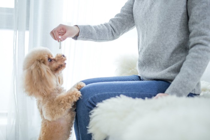 立ち上がって飼い主が持つおやつを欲しがる犬