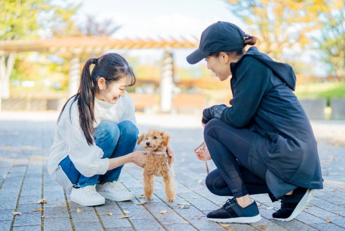 散歩中に女性に触れ合う犬