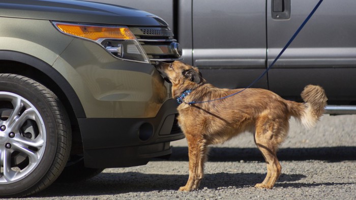 車外装のにおいを嗅ぐ犬