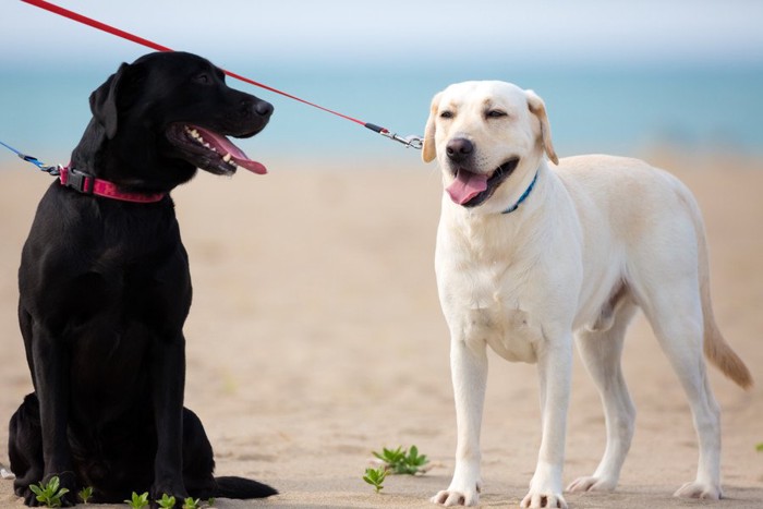 砂浜に座る犬