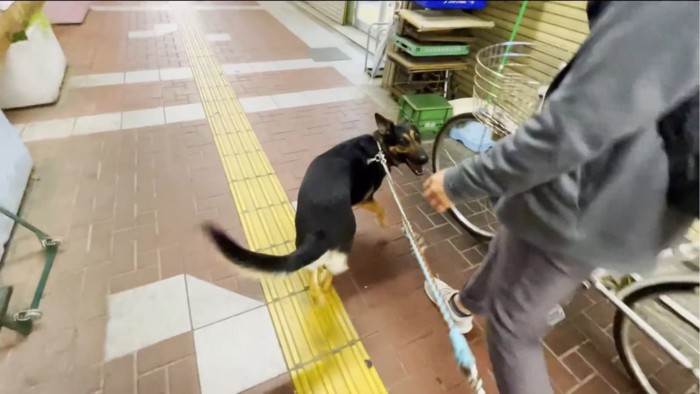 振り向く犬