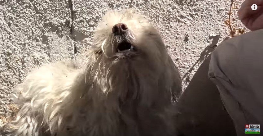 吠える犬の横にしゃがむ人