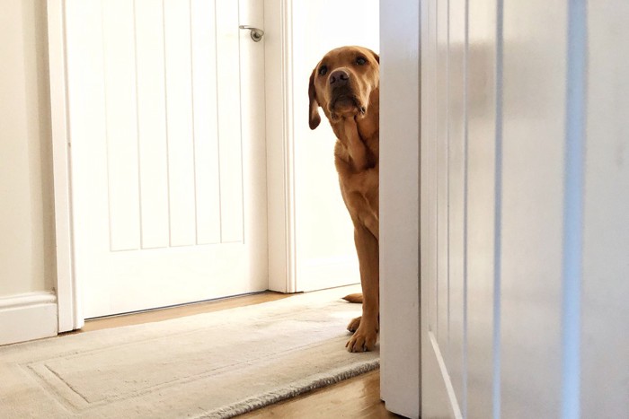 陰に隠れている犬