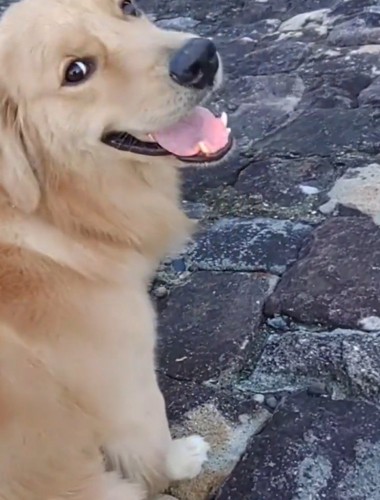 飼い主に視線を送る犬