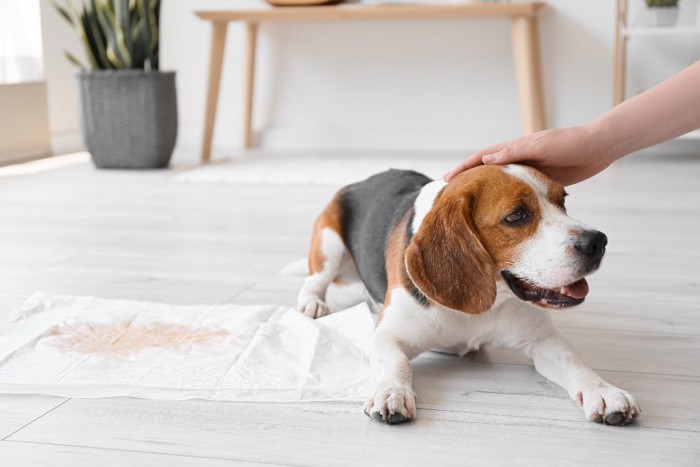 トイレシートにおしっこした犬