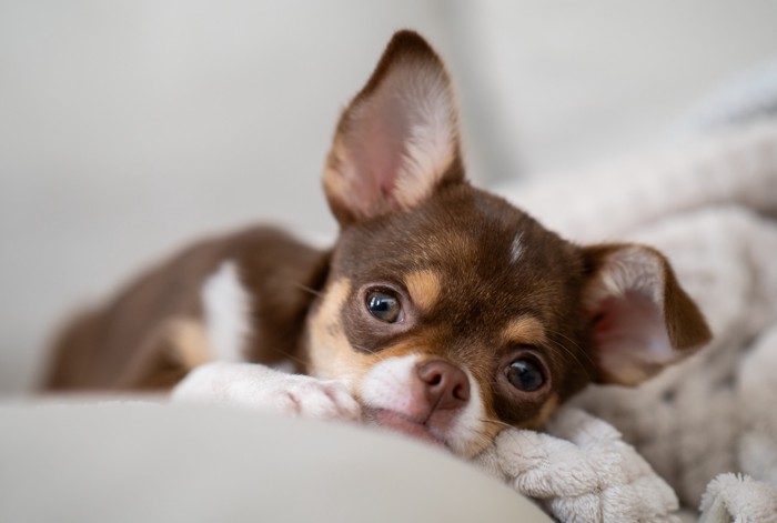 ブランケットの上に伏せてくつろぐ茶色いチワワの子犬