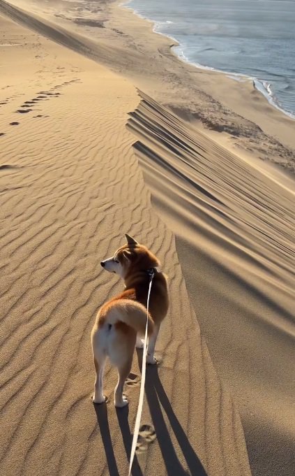 砂丘にたたずむ柴犬