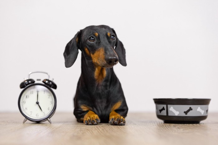 時計の前でご飯を待つ犬